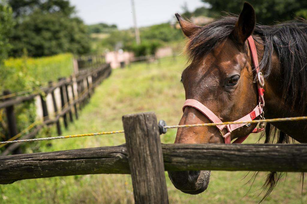 Agriturismo L.B.Stud Браччано Экстерьер фото